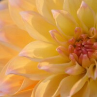 Photo prise avec le Panasonic Lumix S 70-300 f/4.5-5.6