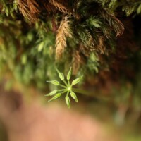 Photo prise avec l'objectif Canon RF 14-35 F4L IS USM