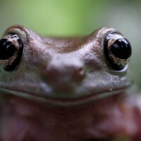 Photo prise avec l'objectif Canon RF 100mm F2.8L MACRO IS USM