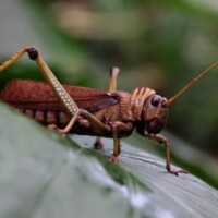 Photo prise avec l'objectif Canon RF 100mm F2.8L MACRO IS USM