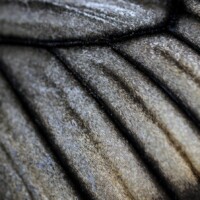 Photo prise avec l'objectif Canon RF 100mm F2.8L MACRO IS USM