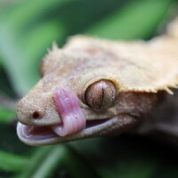 Photo prise avec l'objectif Canon RF 100mm F2.8L MACRO IS USM