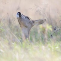 Photo © Nicolas de Vaulx, avec un Canon EOS R5