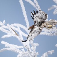 Photo © Brooke Bartelson