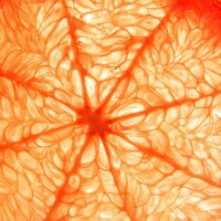 Photo © Philip Ruopp