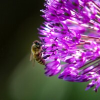 Photo © Philip Ruopp