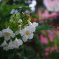 Photo prise avec l'objectif Pentax-D FA 21mm F2.4 ED Limited DC WR