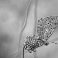 Photo © Loris Faé