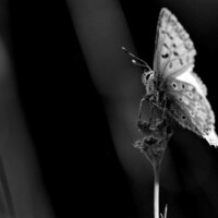 Photo © Loris Faé