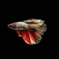 Photo prise avec l'objectif Laowa 24mm f/14 Macro Probe