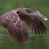 Photo prise avec Sigma 150-600mm f/5-6.3 DG OS HSM Sports