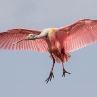 Photo prise avec Sigma 150-600mm f/5-6.3 DG OS HSM Sports