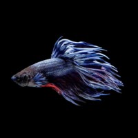 Photo prise avec l'objectif Laowa 24mm f/14 Macro Probe