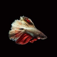 Photo prise avec l'objectif Laowa 24mm f/14 Macro Probe