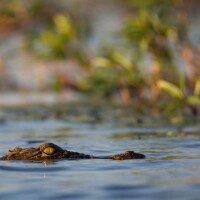 Photo prise avec l'objectif Tamron 150-600mm f/5-6.3 VC US