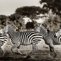 Photo prise avec l'objectif Tamron 150-600mm f/5-6.3 VC US