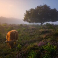 Photo © Albert Dros