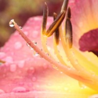 Photo prise avec le bridge Nikon Coolpix P1000