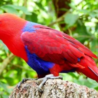 Photo prise avec le bridge Nikon Coolpix P1000