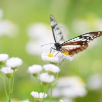 Photo prise avec Sony Alpha 7R V