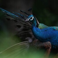 Photo prise avec Sony Alpha 7R V