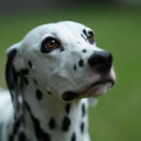 Photo prise avec Sony Alpha 7R V