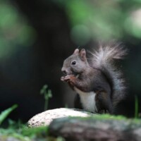 Photo prise avec Sony Alpha 7R V