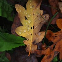 Photo prise avec l'objectif Canon RFS 55-210 F5-7.1 IS STM