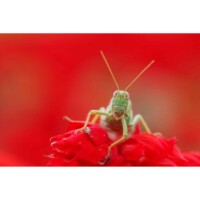 Photo prise avec Pentax KF