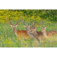 Photo prise avec Pentax KF