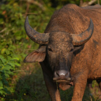 Photo animalière prise avec l'appareil photo hybride APS-C Sony Alpha 6700