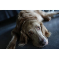 Photo prise avec Sony Alpha 7C II