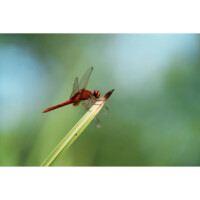 Photo prise avec Sony Alpha 7C R