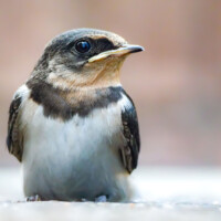 Photo prise avec l'appareil photo hybride Panasonic Lumix G9 II