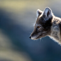 Photo © Jean-Marie Séveno avec Tamron 150-500mm f/5-6.7 Di III VC VXD
