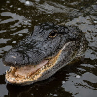 Photo © Ken Hubbard avec Tamron 150-500mm f/5-6.7 Di III VC VXD