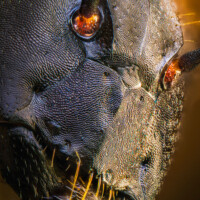 Photo © Alberto Ghizzi Panizza avec l'objectif Laowa Aurogon en 50x