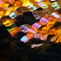 Photo © Don Komarechka avec l'objectif Laowa Aurogon