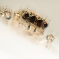 Photo © Jimmy Chan avec l'objectif Laowa Aurogon en 10x