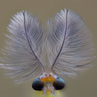 Photo © Kwangxiang avec l'objectif Laowa Aurogon en 10x