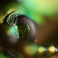 Photo Bug Eye © Micael Widell avec l'objectif Laowa Aurogon en 10x