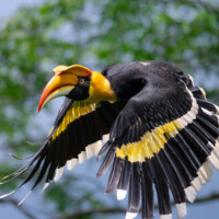 Photo © Ramesh Karmakar d'un calao faite avec l'objectif Nikkor Z 600mm f/6.3 VR S