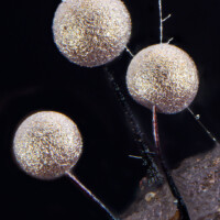 Photo © Yeweijun98 avec l'objectif Laowa Aurogon en 10x