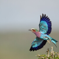 Photo prise avec Sony Alpha 9 III - Oiseau en vol