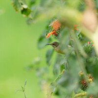 Photo prise avec Sony Alpha 9 III - Oiseau