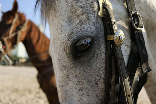 Rapprochement jusqu'à 20cm